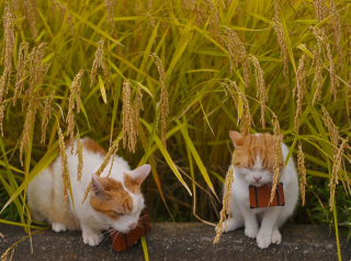 Illustration for article titled Cats Are the Cutest Guides to Japan